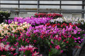 schlumbergera sorten 10011