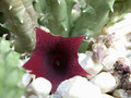 huernia oculata damaialand evtl. keniensis 04