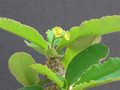 euphorbia zazafindratsirae 0343