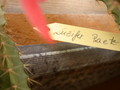 aporocactus luzifer paetz 126