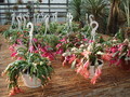 schlumbergera verkauf 4691