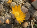 lithops dinteri c205 01