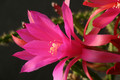 aporocactus fairy dancer 0018