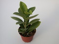 hoya australis behaart 1396