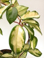 hoya carnosa melanie 3924