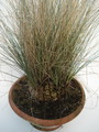 calibanus hookeri 2
