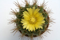 parodia camargensis 9963