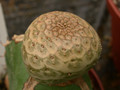 euphorbia turbiniformis