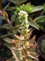crassula coccinea01