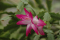 schlumbergera rosabell 02
