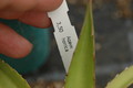 agave horrida 8663