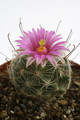 mammillaria mediorosei sb3 0298