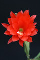 eh japan lack 7193 2689
