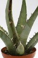 agave peacockii tehuacan 7666