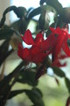 schlumbergera x buckleyi george g 08