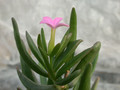 kalanchoe kewensis 04