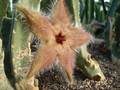stapelia desmetiana 9921