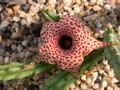 huernia hystrix1