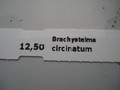 brachystelma circinatum 46