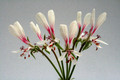 pelargonium campestre 9501