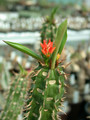 euphorbia vigueri es 12068 01