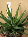haworthia attenuata britteniana 02