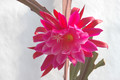 eh daisy dean 5971 01