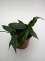 hoya macgillivrayi 3978
