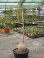 adenium obesum 01