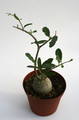 fockea edulis groß 6839