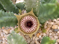huernia guttata guttata01