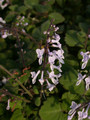 plectranthus ernestii 07
