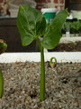 jatropha curcas 5796