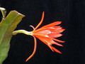 eh tiny flame 9465 03