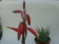 aloe humilis 10