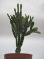 schlumbergera opuntioides 7723