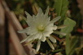 eh zaffaria 9931 02