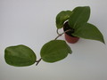 hoya citrina ipps1114 1425