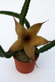 stapelia ambigua 0892