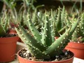 aloe melanacantha