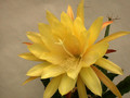eh yellow gem 9910 16