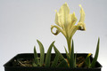 iris taurica 9231