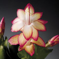 schlumbergera samba brazil 555