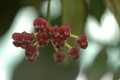 hoya kentiana 7462 02