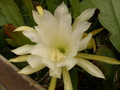 eh yellow melody 9920 611