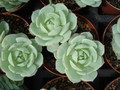 echeveria derenbergii