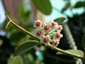 hoya nummularioides 1331 01