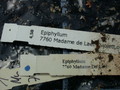 eh madame de laet 7760 173