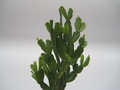 schlumbergera russeliana ehlers 7729