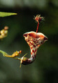 ceropegia distincta haygarthii